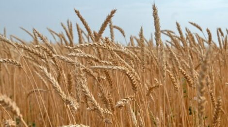Как анализировать микотоксины в пшенице?