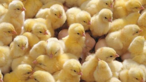 Экологически чистые ветеринарные препараты и кормовые добавки для птиц